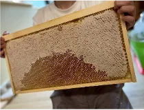 ミツバチが集めてくれたはちみつを採蜜