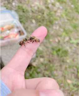 指先にとまるミツバチ